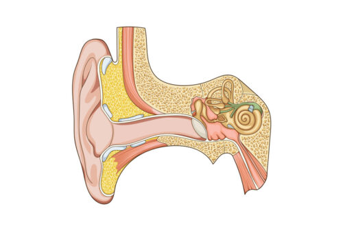 Schematische Darstellung des menschlichen Ohres, einschließlich des äußeren Ohres, des Gehörgangs, der Gehörknöchelchen und des Innenohrs mit Cochlea und den Gleichgewichtsorganen. Ideal für medizinische und anatomische Zwecke.